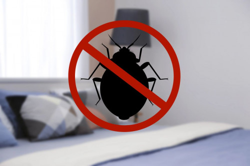 bed bug 2