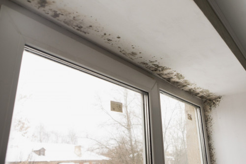 black mold removal detroit mi