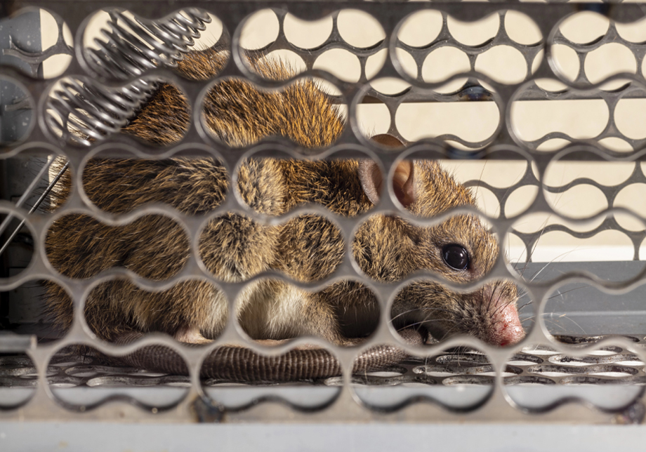 Rodent Infestation and Hantavirus Prevention in Detroit MI