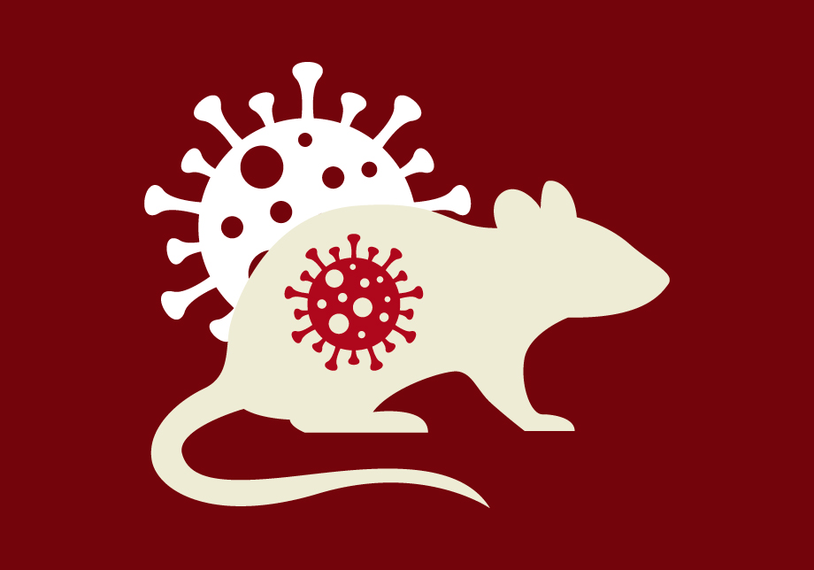 Rodent Infestation and Hantavirus Prevention Concerns in Detroit, MI