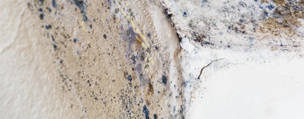 Attic Mold Remediation in Detroit, Lansing, Novi, Sterling Heights, Troy, MI, & Surrounding Areas
