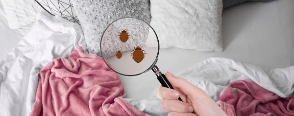 Bed Bug Cleanup, Bed Bug Prep & Post Bed Bug Treatment Cleaning in Detroit, Troy, Sterling Heights, Novi, Lansing, MI, and the Surrounding Areas
