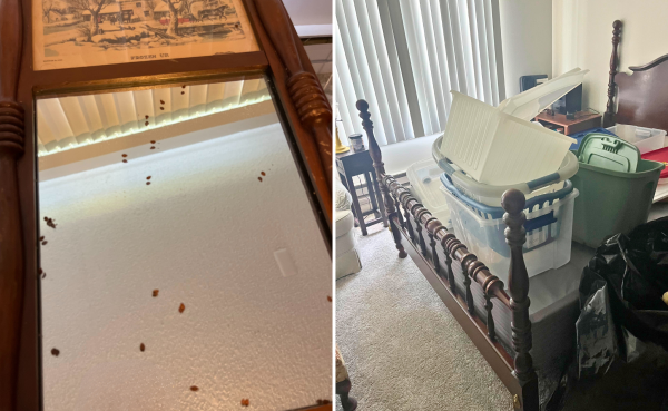 Bed Bug Treatment Preparation in Detroit, MI