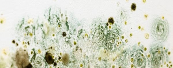 Mold Mitigation, Abatement, Removal, and Remediation in Lansing, MI