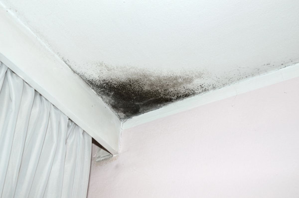 Mold Removal in Lansing, Detroit, Novi, Sterling Heights, Troy, MI, and the Surrounding Areas