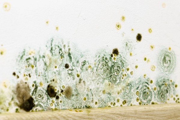 Mold Treatment in Lansing, Sterling Heights, Novi, Troy, Detroit, MI, and the Surrounding Areas