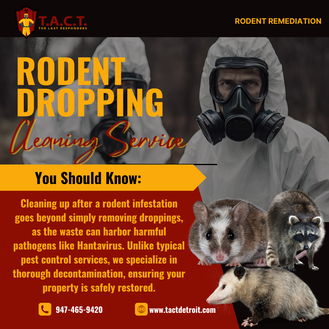 Protect Your Health with T.A.C.T. Detroit's Rodent Dropping Cleaning Services